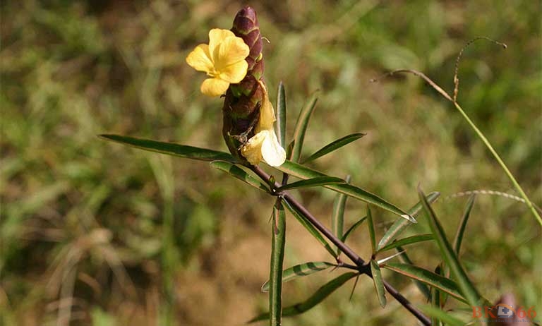 Tinh dầu cây kim vàng