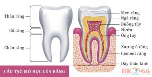 Các vấn đề răng miệng