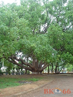 cây Long não