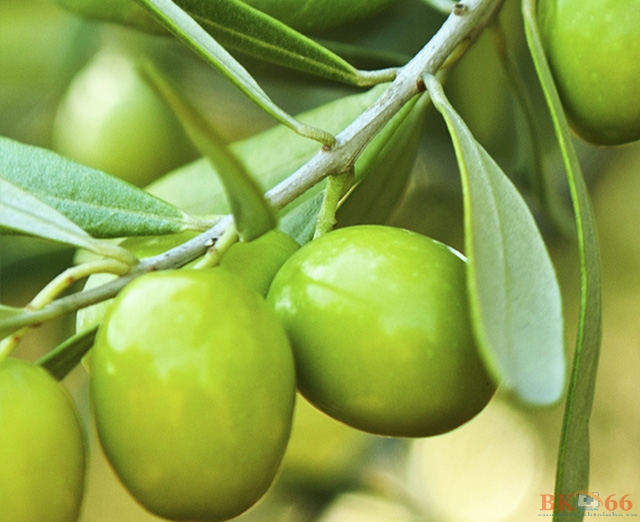 Tác dụng của quả Olive